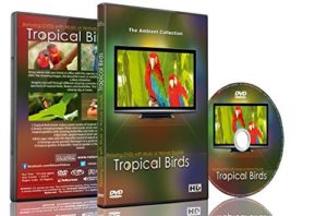 dvd sensoriel oiseaux tropicaux musique son nature jeux geronto jeux gerontologie jeu personnes agees alzheimer ludimage dvd003
