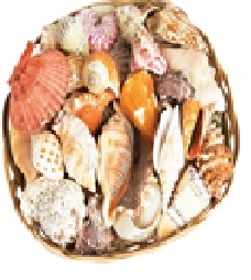 Corbeille de coquillages