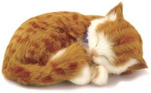 Gaston le chaton roux