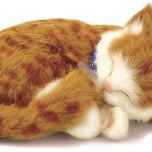 Gaston le chaton roux