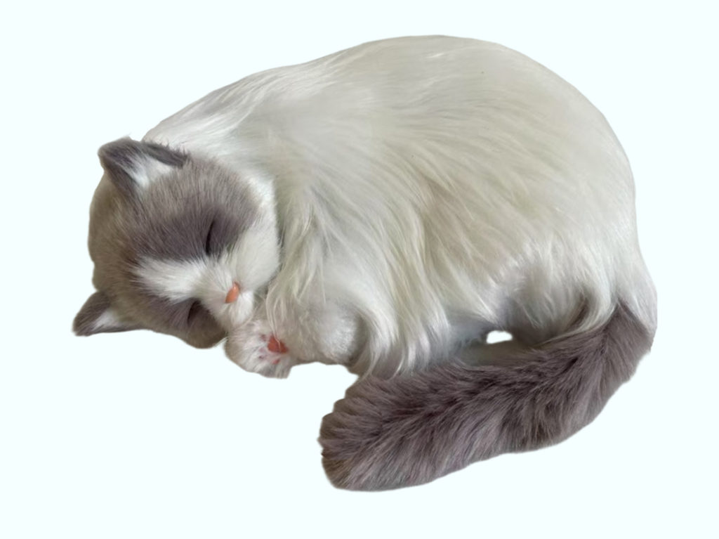 Anton le chaton gris