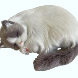 Anton le chaton gris