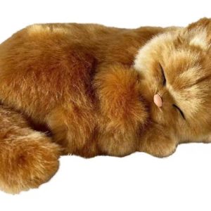 Chaton Cali marron pour personne âgée Ludimage