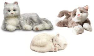 chat robot, chat qui dort, chat calin