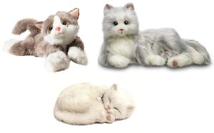chat robot, chat qui dort, chat calin billy
